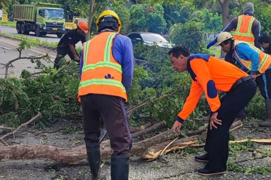 Cuaca Ekstrem, Tim Gabungan Lakukan Perompesan Pohon di Sejumlah Lokasi