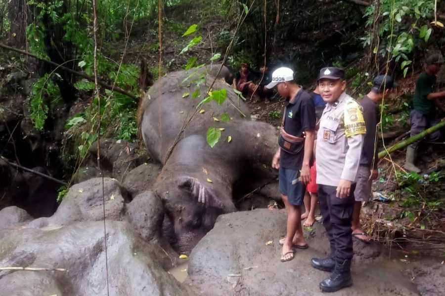 Gajah Milik Bali Zoo Mati Terseret Arus