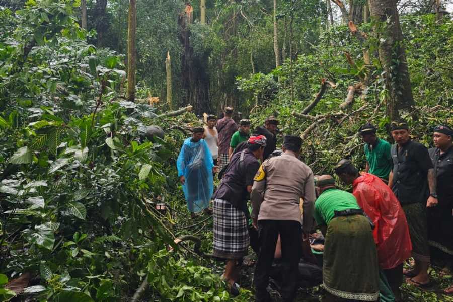 Hujan Disertai Angin Kencang Sebabkan Pohon Tumbang di Monkey Forest Ubud, 2 WNA Tewas