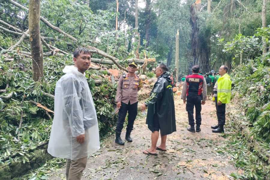 Pascatewasnya 2 WNA Tertimpa Pohon, Monkey Forest Ubud Ditutup Sementara