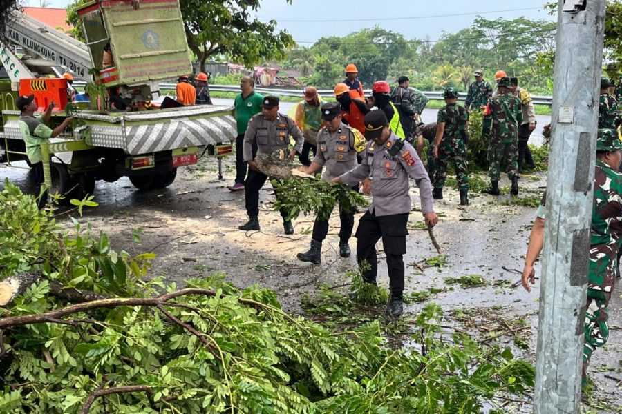 Pohon Sepanjang Bypass Prof. I.B Mantra Klungkung Dipangkas