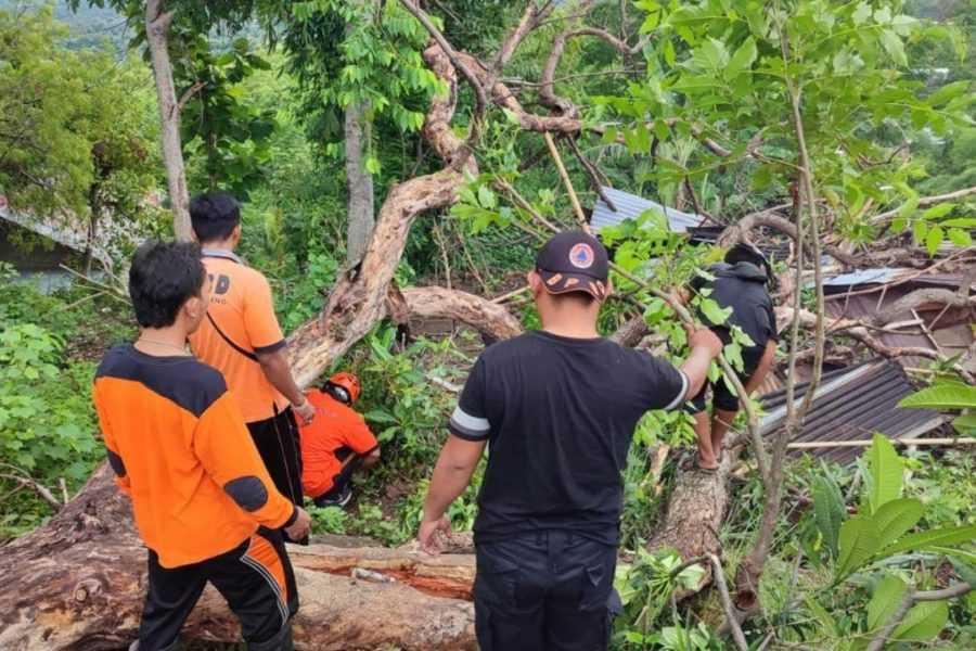 Pohon Tumbang Timpa Rumah Warga di Buleleng